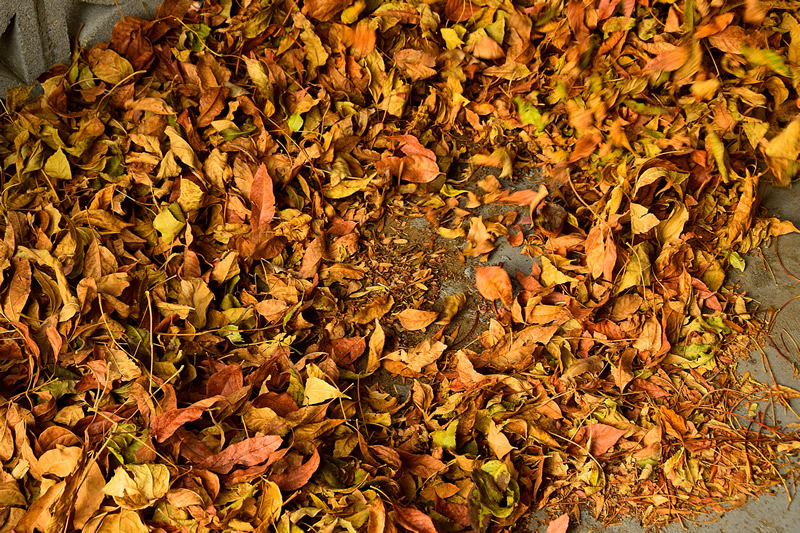 Dancing Leaves by Jim Atkinson